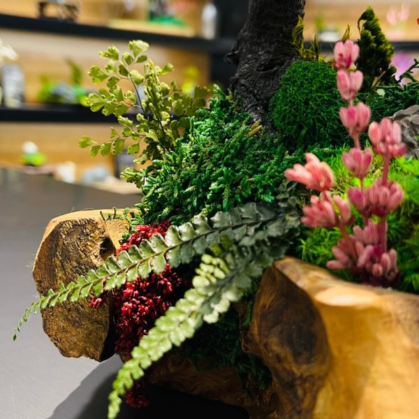 بونسای لوکس هورتنسیا ویولت - image 1